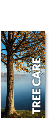 feature_tree_care4